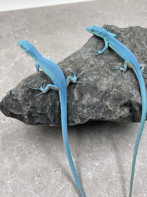 LAGARTO VERDE DE TANZANIA SKY BLUE PAREJA MACHO Y HEMBRA ( G. PRASINA)