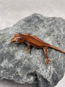 GECKO GARGOLA SIN SEXAR ID : 7-3