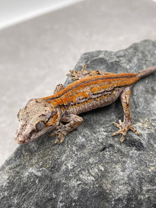 GECKO GARGOLA SIN SEXAR ID : 1-6