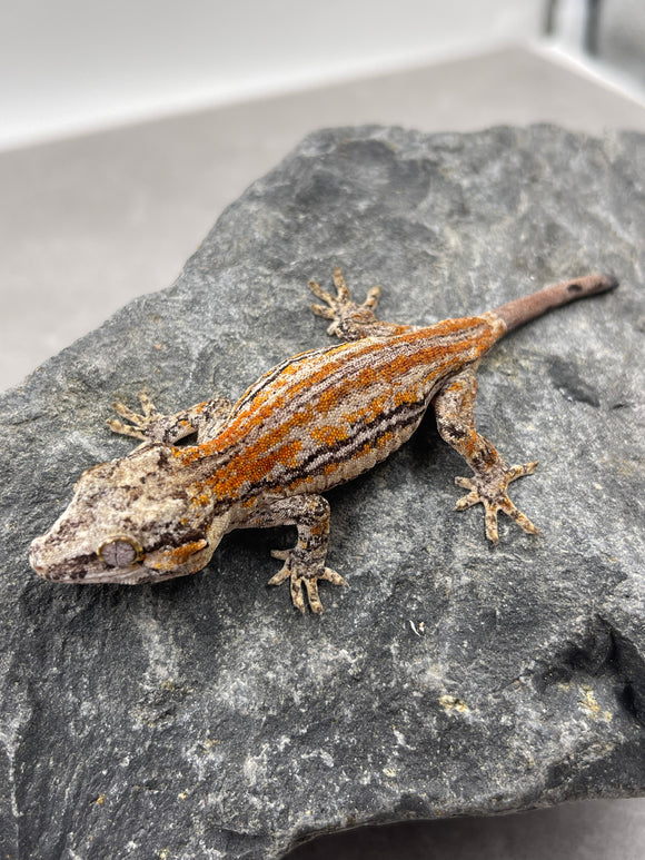 GECKO GARGOLA SIN SEXAR ID : 15-10