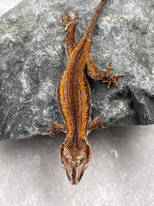GECKO GARGOLA SIN SEXAR ID : 2-1