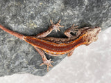 GECKO GARGOLA SIN SEXAR ID : 4-1