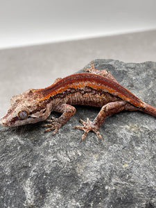 GECKO GARGOLA SIN SEXAR ID : 4-1