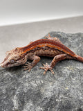 GECKO GARGOLA SIN SEXAR ID : 4-1