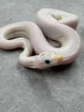 BOA SUPER FIRE IMG HEMBRA ID: B-4