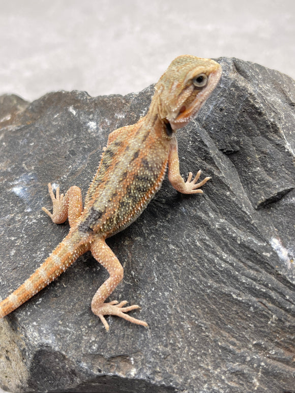 DRAGON BARBUDO  ID : 2
