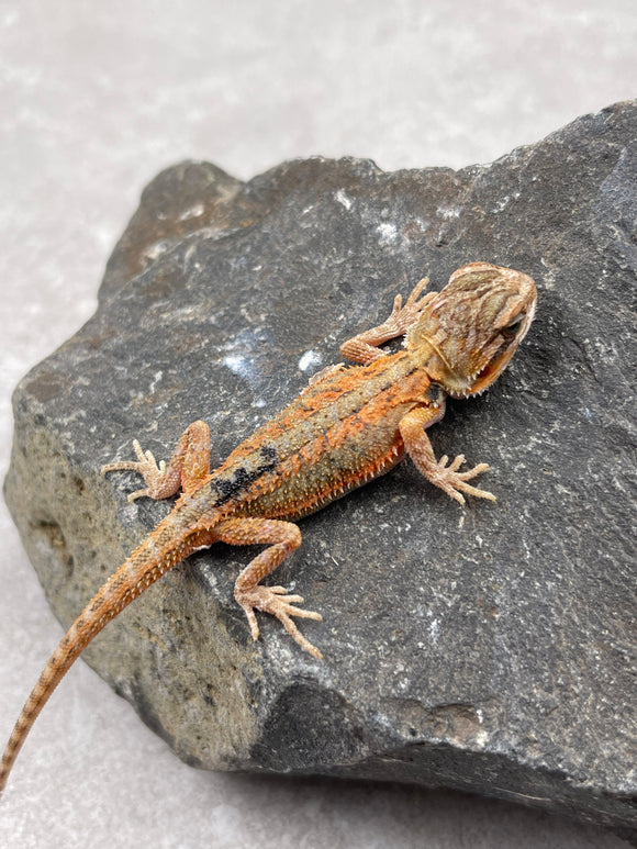 DRAGON BARBUDO  ID :  3