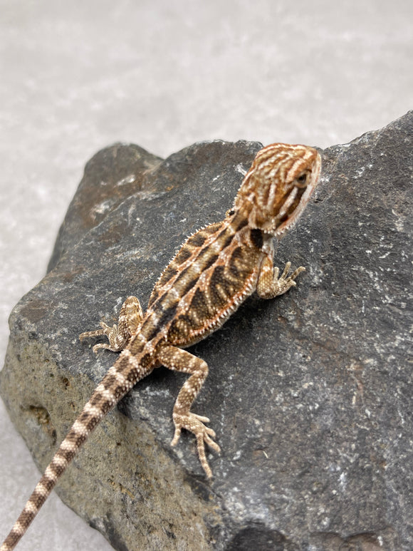 DRAGON BARBUDO  ID :  4