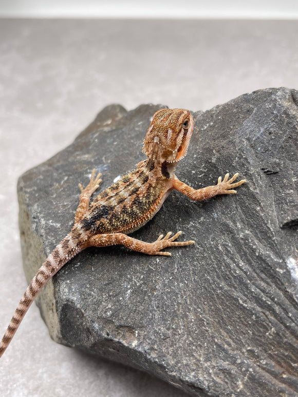 DRAGON BARBUDO  ID :  6