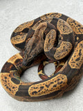 BOA HYPO IMG HET VPI PINK PANTHER HEMBRA ID : B-10