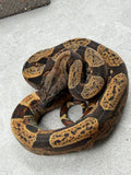 BOA HYPO IMG HET VPI PINK PANTHER HEMBRA ID : B-10