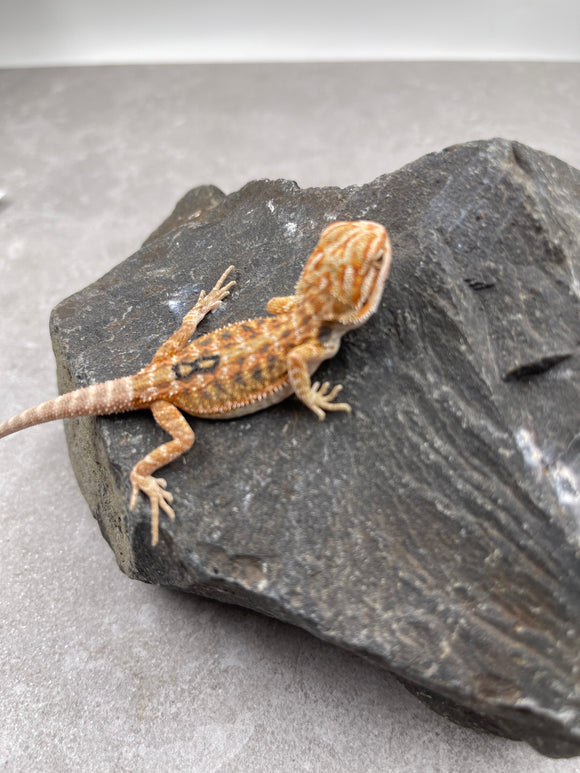 DRAGON BARBUDO  ID :  8