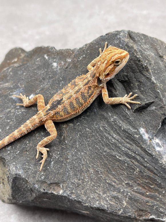 DRAGON BARBUDO  ID :  9
