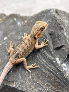 DRAGON BARBUDO  ID :  10