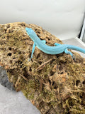 LAGARTO VERDE DE TANZANIA TIFFANY BLUE  ( G. PRASINA) HEMBRA ID : 1