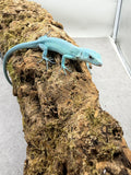 LAGARTO VERDE DE TANZANIA TIFFANY BLUE  ( G. PRASINA) MACHO ID : M-1