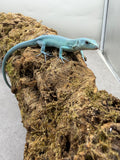 LAGARTO VERDE DE TANZANIA TIFFANY BLUE  ( G. PRASINA) MACHO ID : M-1