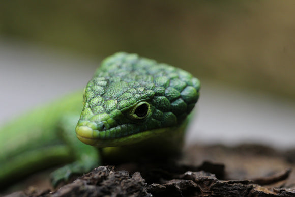 LAGARTO DE BROMELIAS MACHO O HEMBRA