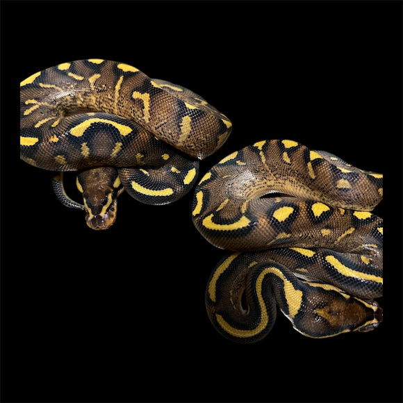 SUPER GRAVEL 66% HET CLOWN MACHO ID: M19