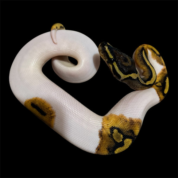PIED HEMBRA ID: M17