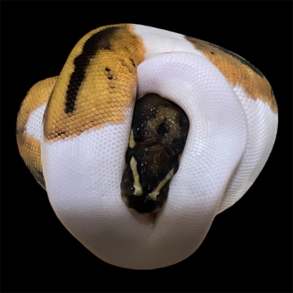 PIED HEMBRA ID: M16