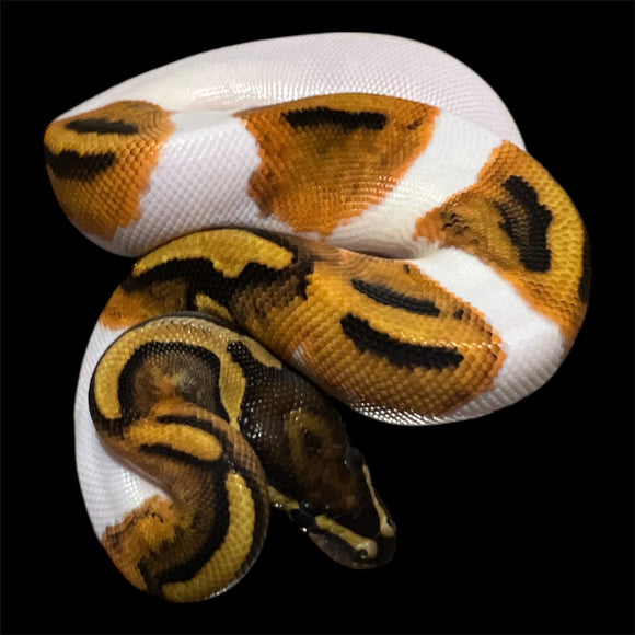 PIED HEMBRA ID: V1