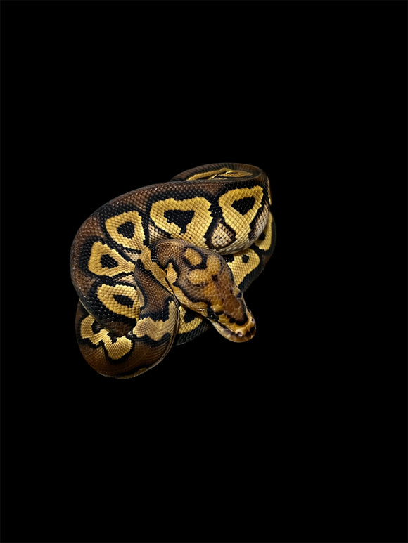 GRAVEL CLOWN MACHO ID: M18