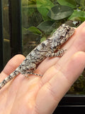 CLAMIDOSAURIO AUSTRALIANO CRIAS 26