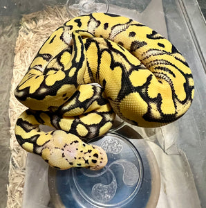 PASTEL DESERT GHOST CLOWN MACHO  ID: M1