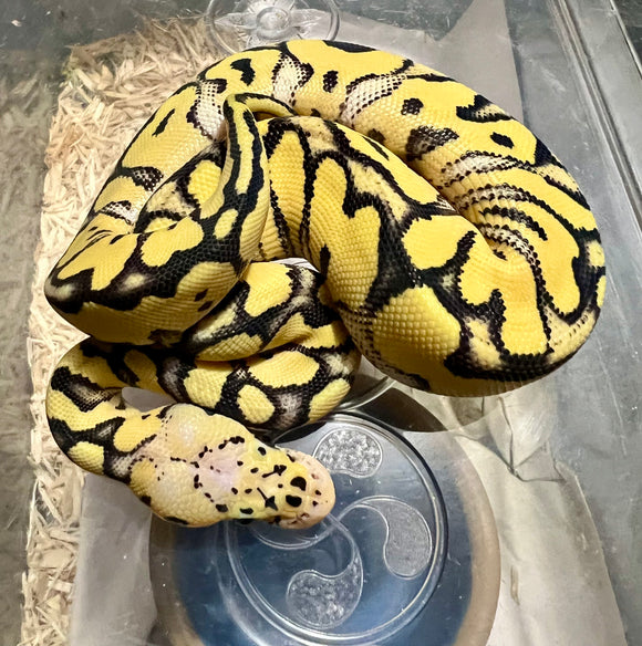 PASTEL DESERT GHOST CLOWN MACHO  ID: M1