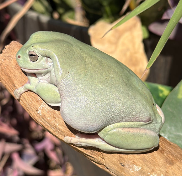 RANA WHITES BLUE ADULTA