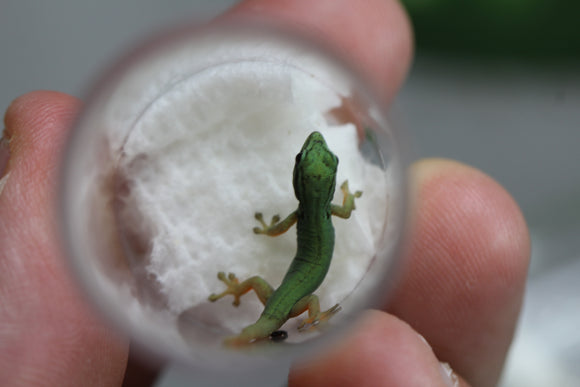 GECKOS AZUL ELECTRICO WILLIAMSI BEBES
