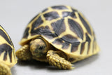 TORTUGA ESTRELLADA 5  CM