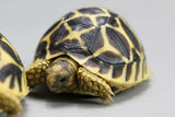 TORTUGA ESTRELLADA 5  CM