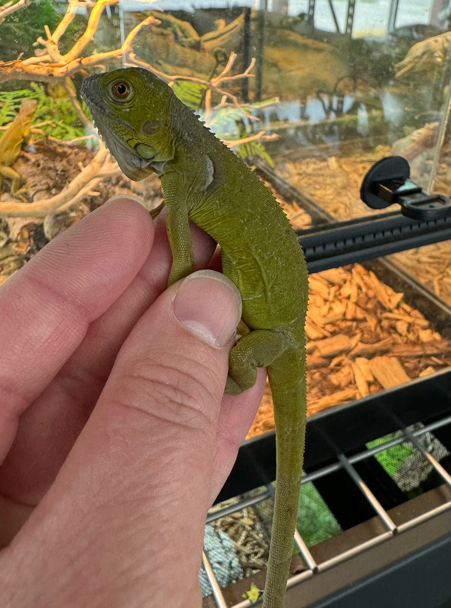 IGUANA LIME TRANSLUCENT ( ZERO GREEN ) PREVENTA REPTILE TRADE