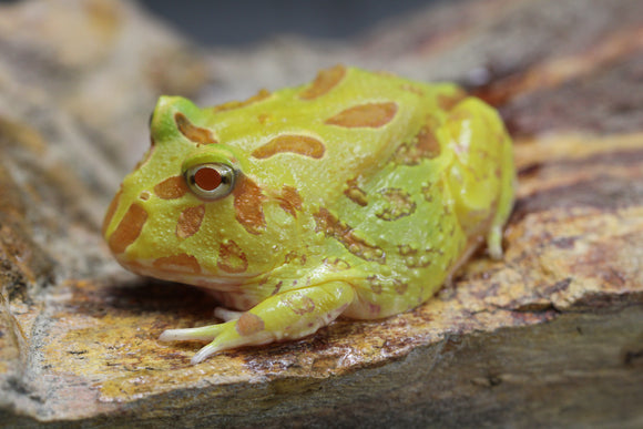 RANA PACMAN ALBINA