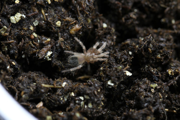 TARANTULA B.AURATUM Sling