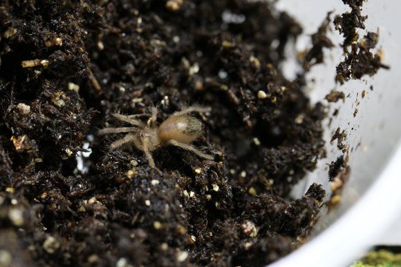 TARANTULA B.SMITHI Sling