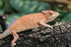CAMALEON PANTERA TAMATAVE HEMBRA JUVENIL