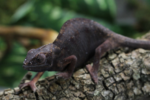 CAMALEON PANTERA NOSEY BE HEMBRA JUVENIL
