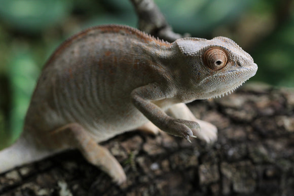 CAMALEON PANTERA NOSEY MITSIO  HEMBRA JUVENIL
