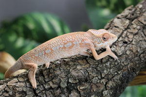 CAMALEON PANTERA NOSEY BORAHA  HEMBRA JUVENIL