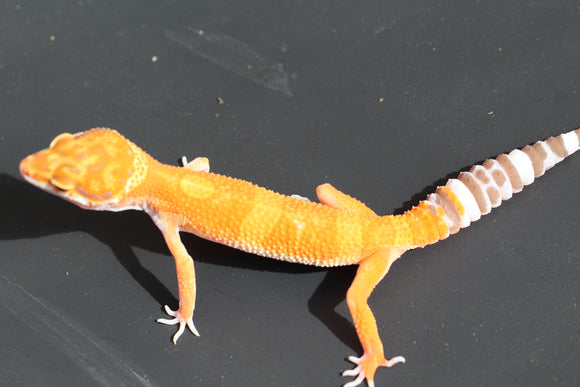 TANGERINE TORNADO X ELECTRIC TANGERINE SUNGLOW HEMBRA, ID : 3-4