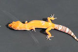 TANGERINE TORNADO X ELECTRIC TANGERINE SUNGLOW HEMBRA, ID : 3-4