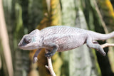 CAMALEON PANTERA NOSEY BORAHA MACHO JUVENIL  ID : 1