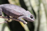 CAMALEON PANTERA NOSEY BORAHA MACHO JUVENIL  ID : 1