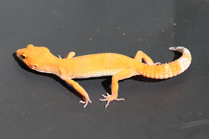 BLOOD EMERINE HET TREMPER HEMBRA ID : 6-14