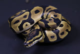 ORANGE DREAM CARNIVORE MACHO  ID  :  199