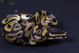 ORANGE DREAM CARNIVORE MACHO  ID  :  199