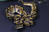 ORANGE DREAM CARNIVORE MACHO  ID  :  199